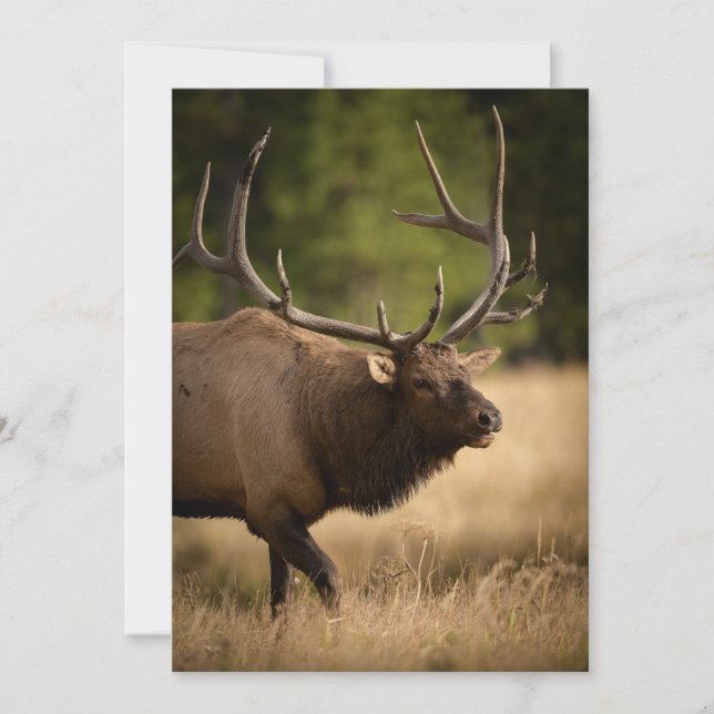 Bull Elk Note Card (Front)