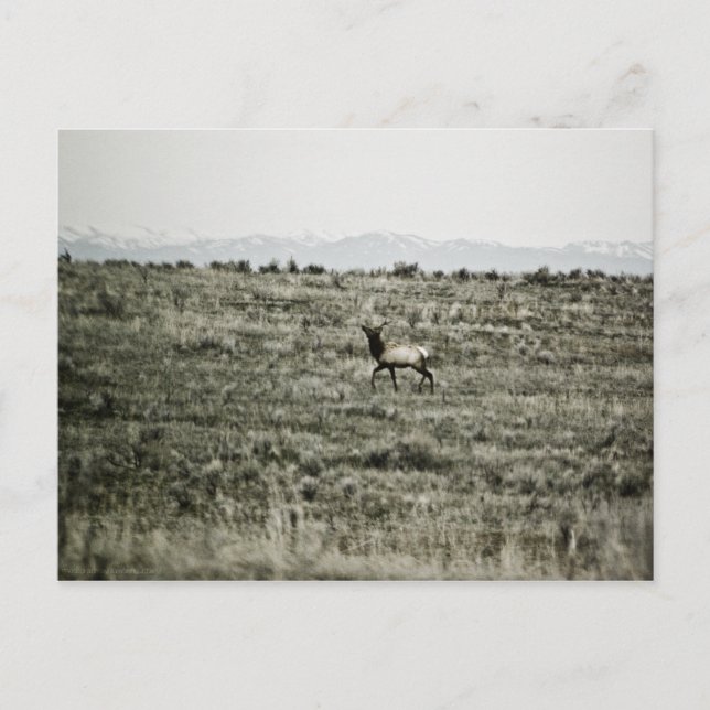 Bull Elk P2800 Postcard (Front)
