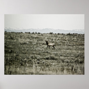 Bull Elk P2800 Print