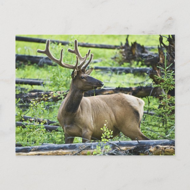 Bull Elk Postcard (Front)