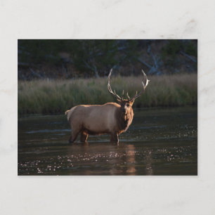 Bull Elk Postcard
