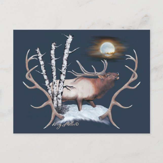 Bull Elk Postcard (Front)