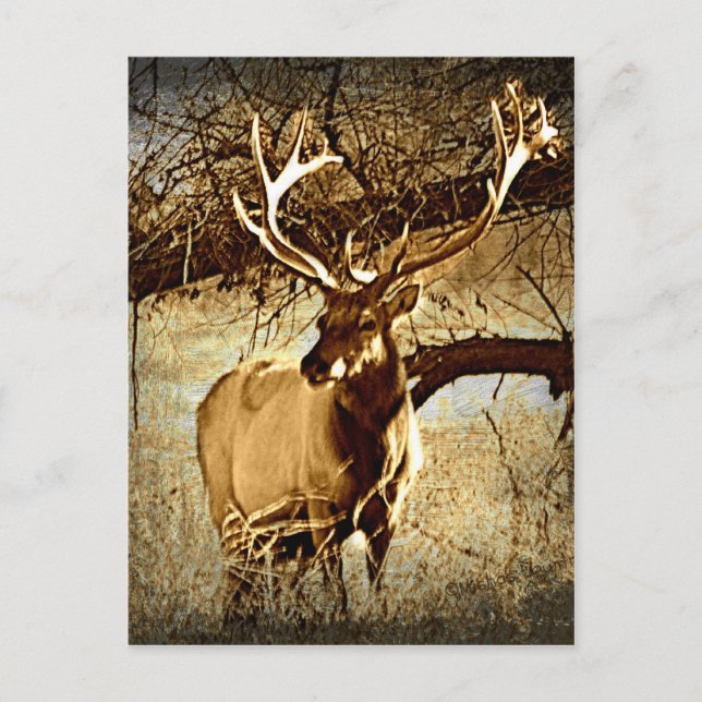 Bull Elk Postcard (Front)