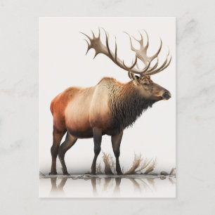 Bull Elk Postcard