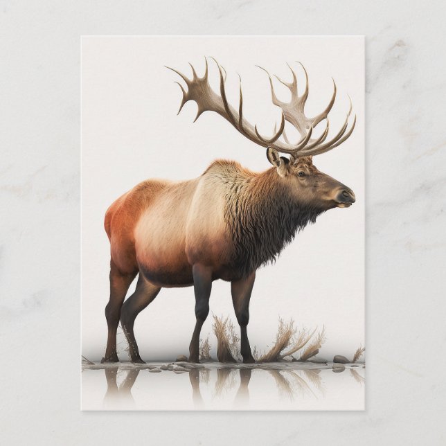 Bull Elk Postcard (Front)