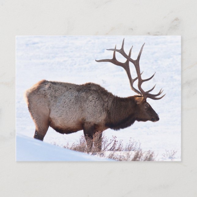 Bull Elk Postcard (Front)