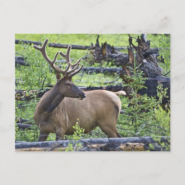 Bull Elk Postcard (Front)