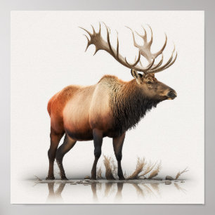 Bull Elk Poster
