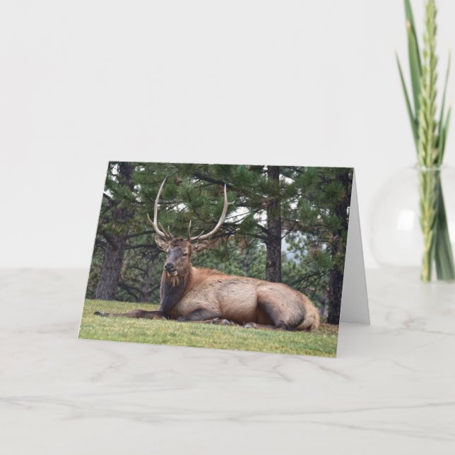 Bull Elk Resting Card (Front)