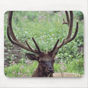 Bull Elk Resting In Alpine Meadow With Antlers Mouse Mat