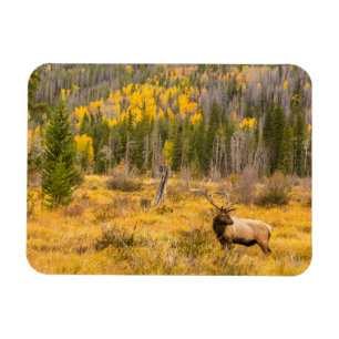 Bull Elk   Rocky Mountain National Park Colorado Magnet