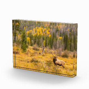 Bull Elk Rocky Mountain National Park Colorado Photo Block
