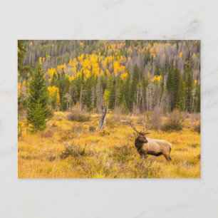 Bull Elk   Rocky Mountain National Park Colorado Postcard