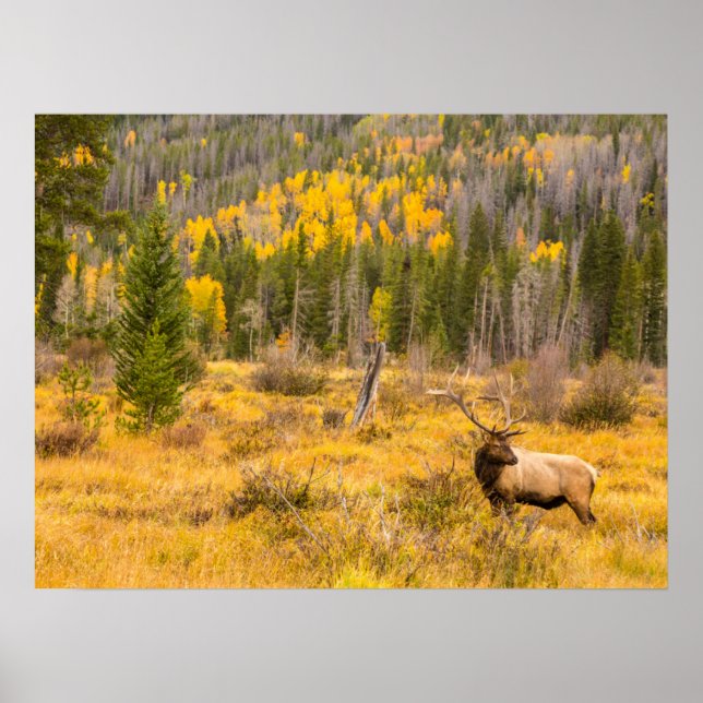 Bull Elk | Rocky Mountain National Park Colorado Poster (Front)