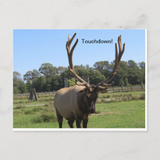 Bull Elk Signals "Touchdown" Postcard