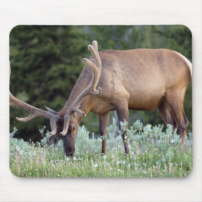 Bull Elk with antlers in velvet grazing Mouse Mat (Front)