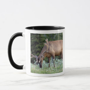 Bull Elk with antlers in velvet grazing Mug