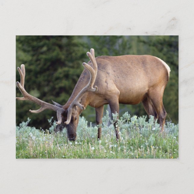 Bull Elk with antlers in velvet grazing Postcard (Front)