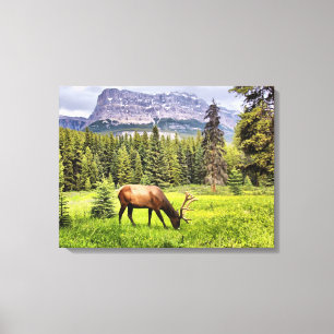 Bull Elk Wrapped Canvas