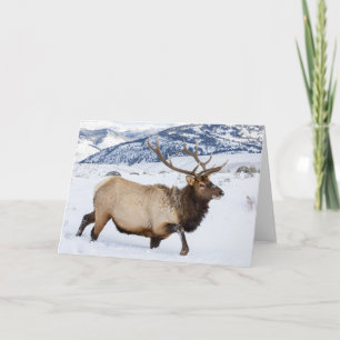 Bull Elk   Wyoming Card