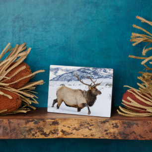 Bull Elk   Wyoming Plaque