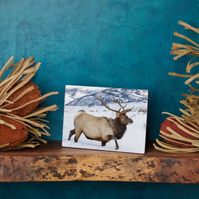 Bull Elk | Wyoming Plaque (Side)