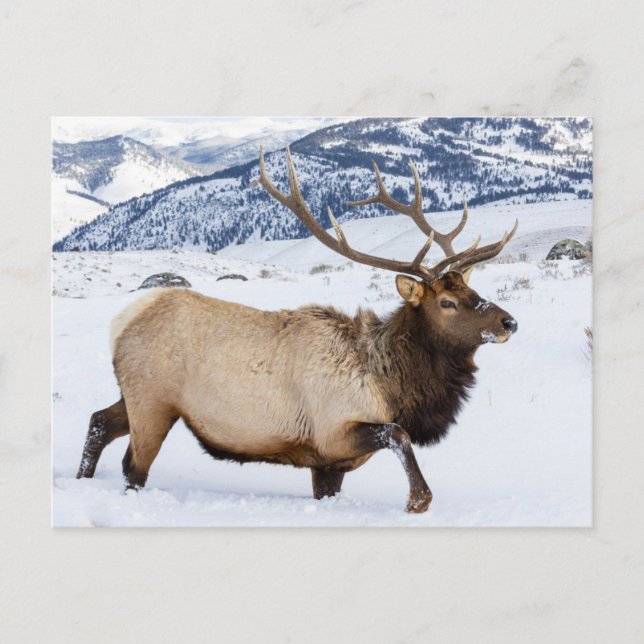 Bull Elk | Wyoming Postcard (Front)