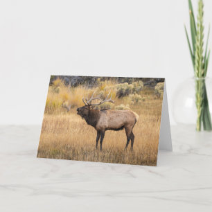 Bull Elk   Yellowstone National Park Card