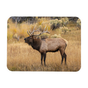 Bull Elk Yellowstone National Park Magnet