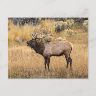 Bull Elk Yellowstone National Park Postcard