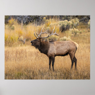 Bull Elk Yellowstone National Park Poster