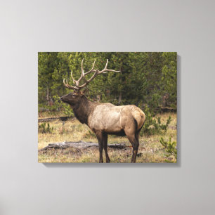 Bull Elk Yellowstone National Park, Wyoming Canvas Print