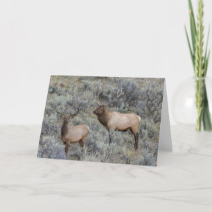 Bull Elk   Yellowstone National Park, Wyoming Card