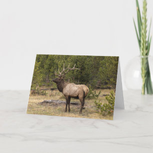 Bull Elk Yellowstone National Park, Wyoming Card