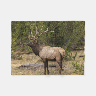 Bull Elk Yellowstone National Park, Wyoming Fleece Blanket