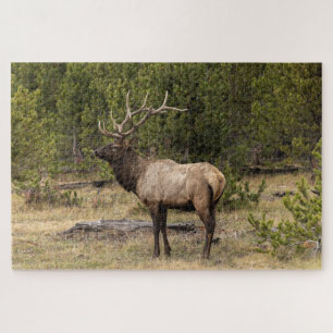 Bull Elk Yellowstone National Park, Wyoming Jigsaw Puzzle