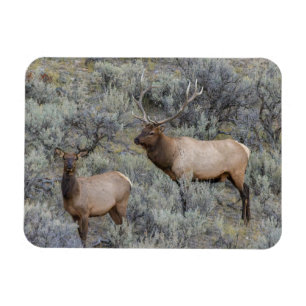 Bull Elk Yellowstone National Park, Wyoming Magnet