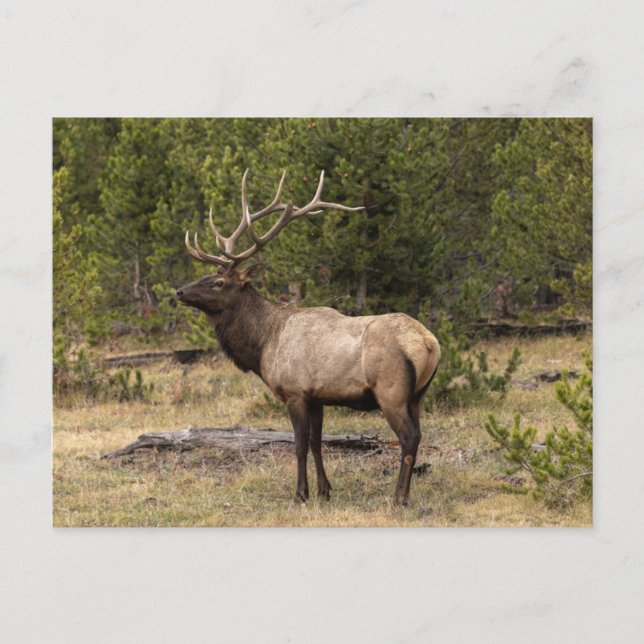 Bull Elk Yellowstone National Park, Wyoming Postcard (Front)