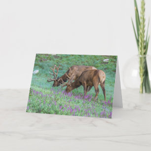 Bull Elks Rocky Mountain National Park, Colorado Card