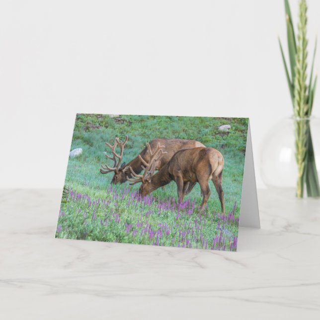 Bull Elks Rocky Mountain National Park, Colorado Card (Front)