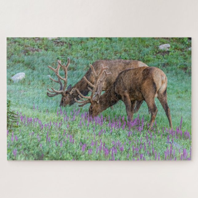 Bull Elks Rocky Mountain National Park, Colorado Jigsaw Puzzle (Horizontal)