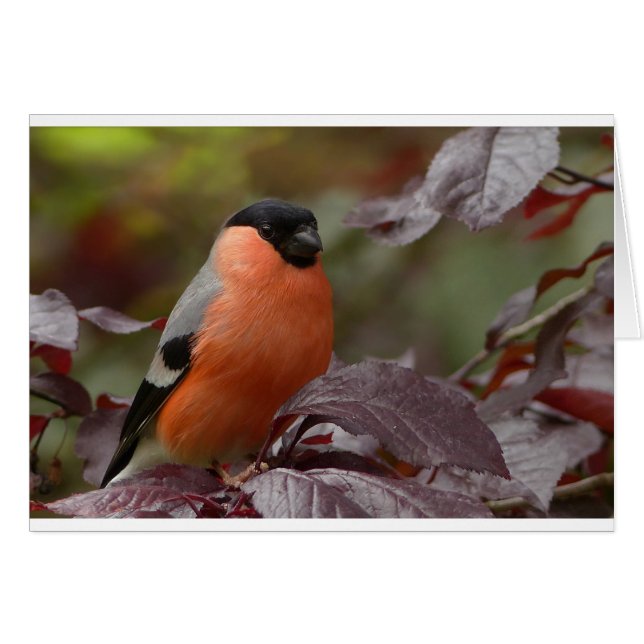 Bull Finch (Front Horizontal)