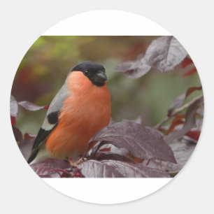 Bull Finch Classic Round Sticker