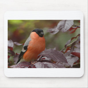 Bull Finch Mouse Mat
