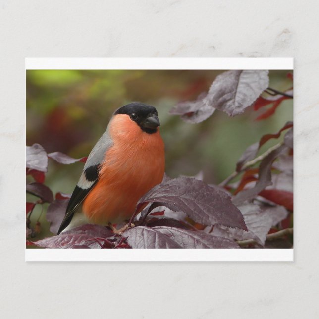 Bull Finch Postcard (Front)