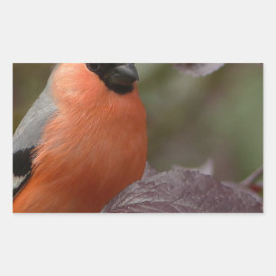 Bull Finch Rectangular Sticker