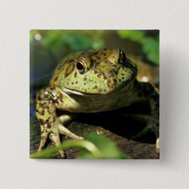Bull frog. 15 cm square badge (Front)