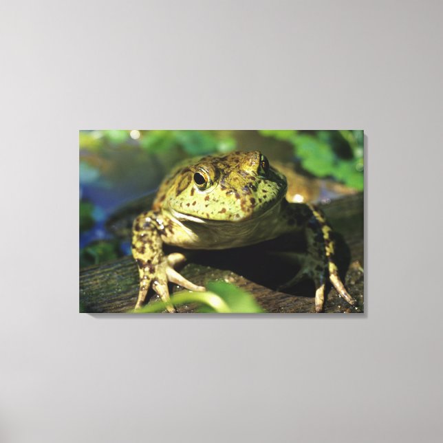 Bull frog. canvas print (Front)