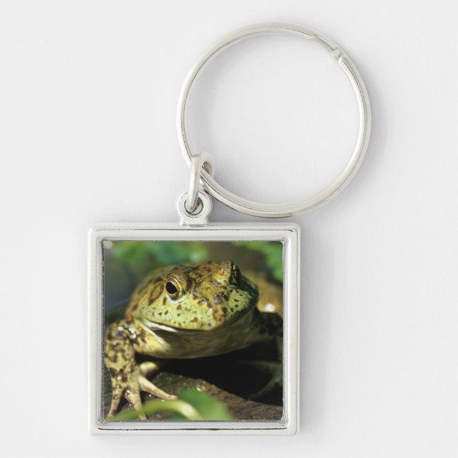 Bull frog. key ring (Front)
