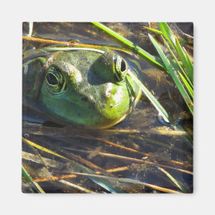 Bull Frog Magnet